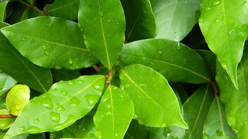 Bay leaf, indispensable for use in diabetes mellitus